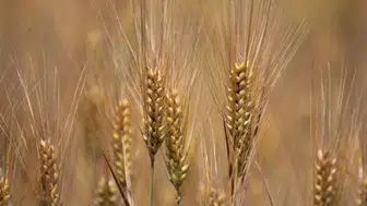 Diyarbakır'da hububat üretiminde yüzler güldü: Fungal hastalığına önlem alınıyor