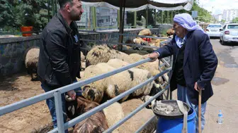 Diyarbakır'daki hayvan pazarında hareketlilik yok: Besiciler umudunu koruyor