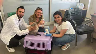 Diyarbakır'da sokak hayvanları için seyyar müdahale aracı ve Çadır-Vet