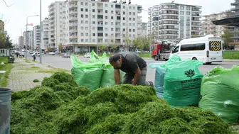 Diyarbakır'da çevre dostu uygulama: Park çimleri hayvan yemi oluyor