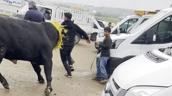 Diyarbakır'da kaçan boğa paniğe neden oldu: Korku dolu anlar yaşandı