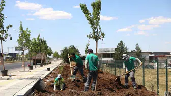 Diyarbakır-Mardin yolunun rengi değişiyor: 23 bin bitki toprakla buluştu