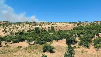 Dicle'de ağaçlık alanda yangın paniği: Küpetaşı Mezrası'nda ekipler seferber oldu