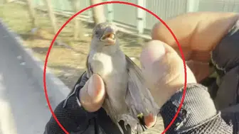 Diyarbakır'da motokurye Yusuf Dinar'ın vicdan dolu müdahalesi Serçeyi ölümden kurtardı