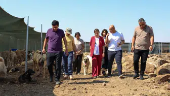 Diyarbakır'da köpek tartışması büyüyor: Belediyeden hayvan hakları savunucularına sert yanıt