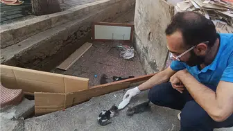 Diyarbakır'da annesiz kalan 5 yavru kedi için mahalleli seferber oldu: İnsanlık ölmemiş