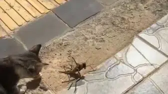 Diyarbakır Dicle'de şaşırtan görüntüler Kedinin dev çekirge ile oyunu herkesi gülümsetti