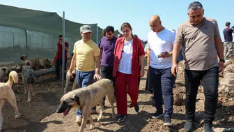 Diyarbakır'da hayvan hakları denetimi: Eşbaşkan Bucak'tan 480 canlıya yakın takip