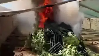 Diyarbakır Ergani'de şaşırtan manzara: Mini sera kurup kenevir yetiştirmişler