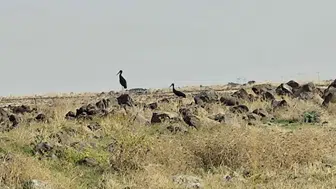 Diyarbakır semalarında sonbahar göçü: Kara leylekler bölge halkını şaşırttı