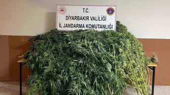 Diyarbakır kırsalında dev operasyon: 57 bin 700 kök kenevir ele geçirildi