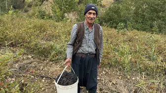 Diyarbakır Çüngüş'te aronya bereketi: Şifa deposu meyvenin hasadı başladı