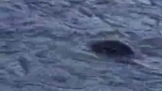 Dicle Nehri'nde nadir görülen su samuru: On Gözlü Köprü yakınında balık avladı