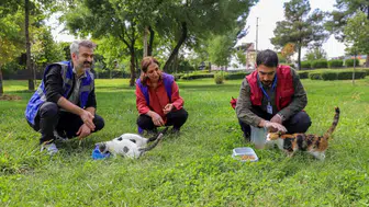 Diyarbakır'da sokak hayvanları için seferberlik: Yaşam haklarına sahip çıkılıyor