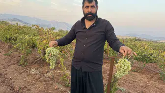 Diyarbakır Çermik'te üzüm bereketi: 81 ile gönderilen lezzet sofralara ulaşıyor