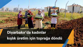 Diyarbakır'da kadınlar kışlık üretim için toprağa döndü: Kararları da onlar alıyor