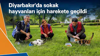 Diyarbakır'da sokak hayvanları için harekete geçildi: Farkındalık çalışması yapıldı
