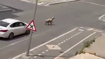 Kayapınar Gaziler'de kurbanlık koyun trafiği kilitledi Vatandaşlar zor anlar yaşadı