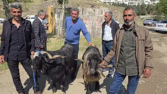 Çermik hayvan pazarında arefe yoğunluğu Kurbanlık fiyatları 10 bin liradan başlıyor