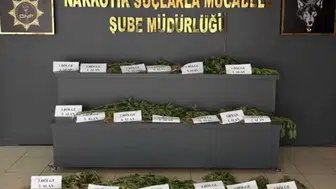 Hevsel Bahçeleri'nde şafak operasyonu 12 bin kök kenevir imha edilerek yok edildi