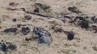 Çınar kırsalında doğa yürüyüşü 3 metrelik siyah yılan kameralara böyle yansıdı