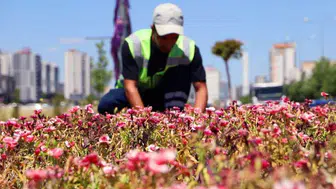 Diyarbakır'da yeşil seferberlik Belediye kendi serasında ürettiği 500 bin çiçeği parklara