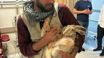 Kocaköy'de örnek dayanışma Yaralı gebe tavşanı hastane bahçesinde iyileştirdiler