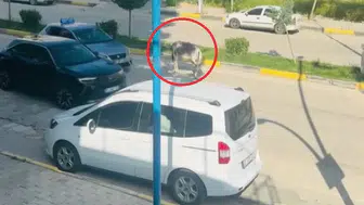 Ergani kara yolunda beklenmedik misafir Başıboş eşek sürücülere zor anlar yaşattı