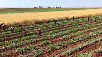 Diyarbakır'ın meşhur karpuz tarlalarında dolu hasarı Hasat takvimi 20 Temmuz'a ertelendi
