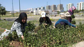 Diyarbakır'da 150 kadının 9 aylık emeği Tıbbi ve aromatik bitki bahçesinde ilk hasat