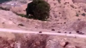 Çermik kırsalında domuz sürüsü paniği Tarım arazilerine ciddi zarar verdikleri görüldü