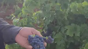 Çermik'in verimli bağlarında hasat mesaisi Kuyu Mahallesi'nde üzüm bereketi başladı