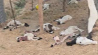 Bismil'de besicinin ağılına saldıran sahipsiz köpekler 15 kuzuyu telef etti: İşte o anlar