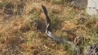 Çınar kırsalında 3 metrelik iki yılan görüldü Sıcak hava doğada hareketliliği artırdı