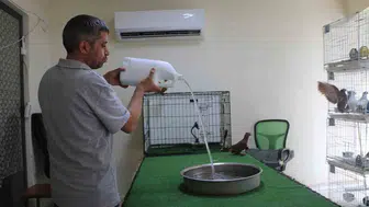 Diyarbakır'da 500 bin TL'lik güvercinlere otel konforu Klimalı odalarda serinliyorlar