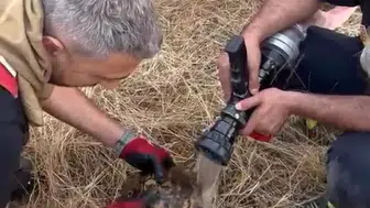 Lice'deki örtü yangınında vicdan dolu anlar Alevlerin içinden kurtarılan kaplumbağa