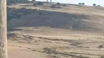 Ergani'de leylek kurtarma operasyonu Yuvasında mahsur kalan hayvanı ekipler kurtardı