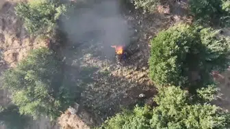 Diyarbakır'ın beş ilçesinde narkotik operasyonu Milyonlarca kök kenevir imha edildi