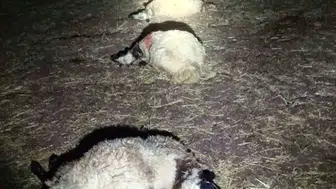 Bağlar'da sabah yıldırım dehşeti Ağıldaki 21 koyun hayatını kaybetti