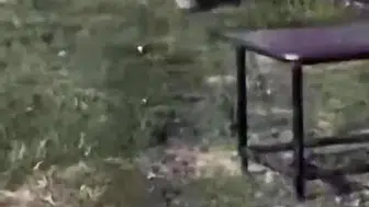 Diyarbakır Dicle Nehri kıyısında nadir görülen su samuru kameraya yansıdı