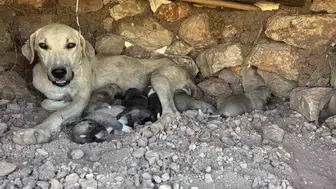 Diyarbakır Sur'da yürek ısıtan kurtarma: Kayaların arasına sıkışan yavrular kurtarıldı