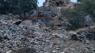 Diyarbakır Çüngüş'te doğa sürprizi: Nesli koruma altındaki dağ keçileri görüntülendi