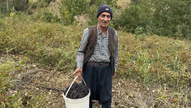 Diyarbakır Çüngüş'te aronya bereketi: Şifa deposu meyvenin hasadı başladı