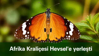 "Afrika kraliçesi" Diyarbakır'da Hevsel'e yerleşti: Güneşlenirken görüntülendi