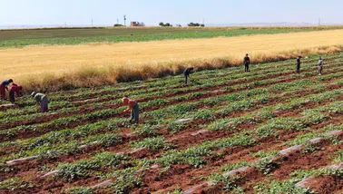 Diyarbakır'ın meşhur karpuz tarlalarında dolu hasarı Hasat takvimi 20 Temmuz'a ertelendi