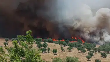 Diyarbakır'da yangın bilançosu ağırlaşıyor İki ayda 100 bin hektar kül oldu