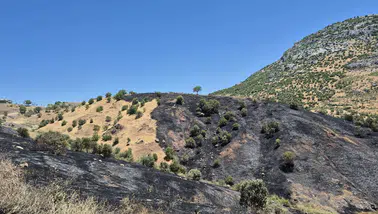 Dicle’de korkutan yangın 35 dönümlük üzüm bağı küle döndü, inceleme başlatıldı