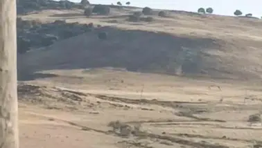 Ergani'de leylek kurtarma operasyonu Yuvasında mahsur kalan hayvanı ekipler kurtardı