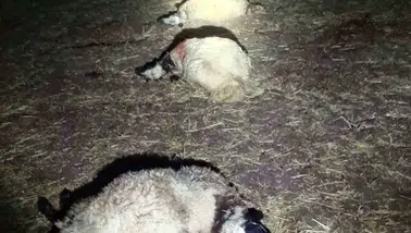 Bağlar'da sabah yıldırım dehşeti Ağıldaki 21 koyun hayatını kaybetti