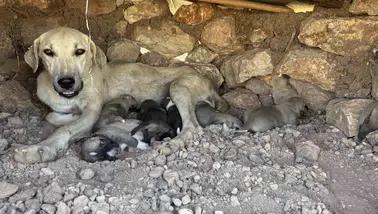 Diyarbakır Sur'da yürek ısıtan kurtarma: Kayaların arasına sıkışan yavrular kurtarıldı